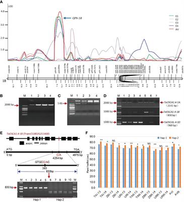 Cloning a novel reduced-height (Rht) gene TaOSCA1.4 from a QTL in wheat